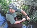 Trapping - Blind set with a 120 conibear