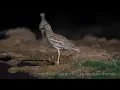 Download Lagu Stone Curlew drinking water at night / כרוון שותה מים בלילה