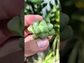 Download Lagu Ik gooide deze transparante vetplant weg... en hij transformeerde 😳🌿 | Onthulling Haworthia Cooperi!