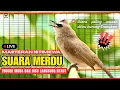Download Lagu 🔴LIVE PEMASTERAN: Trucukan Betina GACOR MAXIMAL!! Pancingan Ampuh Trucukan Gacor ROPEL PANJANG