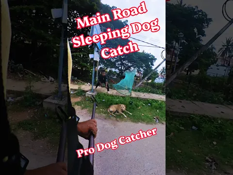 Main Road Sleeping Dog Catch #shorts #dog #ytshorts #pets #rescue