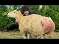 Download Lagu Kies het dikste lam en kook het! Een heel lam slachten