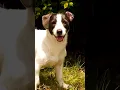 Download Lagu Suara Anjing Menggonggong !! #audiopluschannel #shortsvideo #suarahewan
