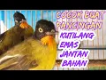 Download Lagu Suara Pancingan Kutilang Emas Jantan Bahan