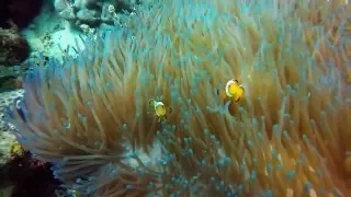 sempurna dive trip