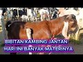 Download Lagu HARI INI TERPANTAU BIBITAN KAMBING JANTAN MULAI SEPI PEMINATNYA ‼️
