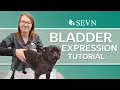 Bladder Expression for Dogs A Tutorial for Pet Parents