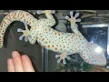 Everglades Invasive Tokay Geckos as a Family
