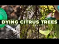 Citrus Tree Diseases Identify Treat Ash Whitefly Asian Citrus Leafminer Alternaria Brown Spot