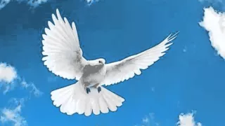 طير ياطير فرقة ابناء الزنتان 