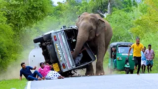 Fury on the Asphalt: Wild Giant Leaves a Trail of Wreckage #elephant  #elephantattack