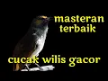 Download Lagu 100 % AMPUH, MASTERAN BURUNG CUCAK WILIS, CUCAK RENGGANIS, BIKIN BURUNG BAHAN LANGSUNG RESPON BUNYI