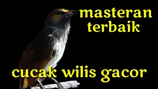 Download 100 % AMPUH, MASTERAN BURUNG CUCAK WILIS, CUCAK RENGGANIS, BIKIN BURUNG BAHAN LANGSUNG RESPON BUNYI MP3