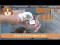 Patsy s F1b Cavapoo Litter Day 4 ESI