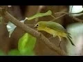 Download Lagu SUARA KICAU BURUNG PLECI BETINA \
