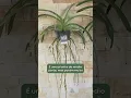 Download Lagu Vanda de cruzamento | Orquidário Dona Vanda