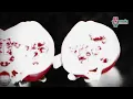 Download Lagu Asmara Lagu Cinta Video Musik Resmi