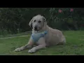 Creedence Clearwater Revival - Have You Ever Seen the Rain (For the Love of Dogs)