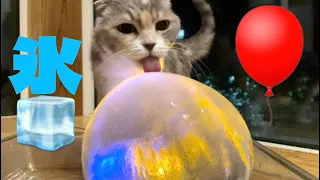 ICE BALLOON 猫たちとゴールデンくうた
