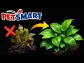 The ONLY PetSmart Plants Worth Buying For Aquariums