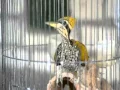 Download Lagu Burung Pelatuk Mantap untuk Masteran Murai Batu