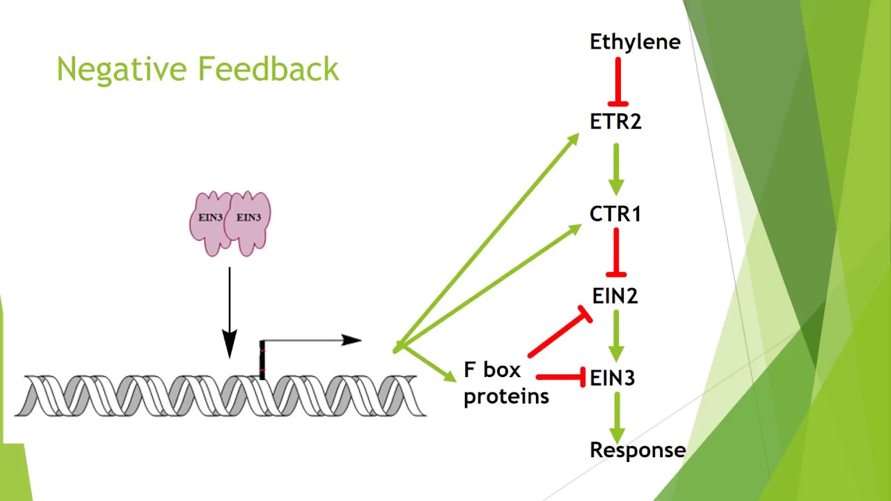 Ethylene Biochemistry