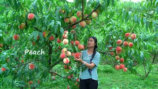 Download Harvesting GIANT Peaches and Making Jelly! MP3