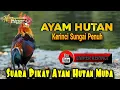Download Lagu suara pikat ayam hutan jantan muda