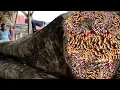 Download Lagu Levensgevaarlijk hout kappen!! Alleen zagerijen durven het te doen