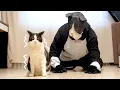 Download Lagu Cat Pranked By Big Cat Mask