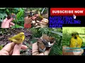 Download Lagu Cukup 5 Menit Burung Liar Pasti datang Menghampiri Audio Pemikat Ini tidak percaya boleh anda coba