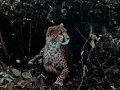 Tarzan (1966 TV Series) Main Title Theme (a.k.a. Tarzan's March)