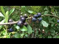 Download Lagu Educational videos on nature (Blackthorn - fruit and leaves) - August 2017