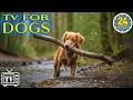 Download Lagu 24 Hours of Dog TV \u0026 Best Music for Dogs: Deep Separation Anxiety Music to Calm Dogs! NEW