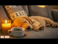 Download Lagu 12 HOURS of Dog Calming Music for Dogs 🎵💖Healing Music for Sleep 🐶Anti Separation Anxiety for Dogs 🎵