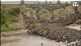 angalia wanyama wanavyovuka mto mara serengeti the great migration the most stuning nature
