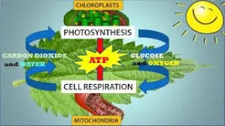Play close attention...you will have a quiz on Thursday over this material :). 