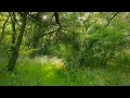 🌳 4K - Relaxing Nature Sounds For Stress Relief, Forest Sounds, Bird Song, ASMR