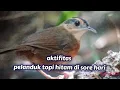 Lagu Aktifitas burung pelanduk topi hitam.