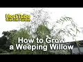 How to grow a Weeping Willow - Salix babylonica