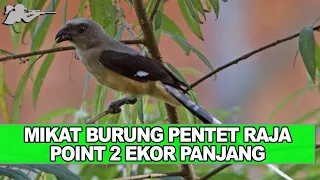 memikat pentet raja point 2 ekor