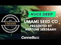 Nugs Deep with Umami Seed Co Neptune Seedbank
