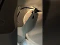 Litter Robot 4 Troubleshooting LR4 Sensor Cleaning