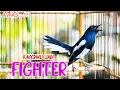 Download Lagu KACER NGEPLAY GACOR MATERI MEWAH, BIKIN KACER LAIN RAJIN BUNYI DAN FIGHTER