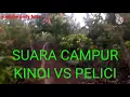 Download Lagu suara cucak kinoi vs pelici