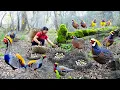 Download Lagu How to Harvest Quail Egg \u0026 Avocado, goes To Market Sell - Harvest and Cooking |Tieu Vy Daily Life