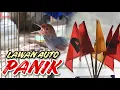 Download Lagu PEMULA WAJIB BISA ‼️ Cara setting lagu burung prenjak saat lomba