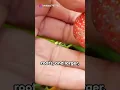 Download Lagu Strawberry Harvest Sweet Success Secret 2024 04 11 #youtubeshorts #gardeninghacks #gardening #garden