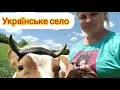 Download Lagu Prepared a bed after onions for the second planting #pets #heat #ukrainian