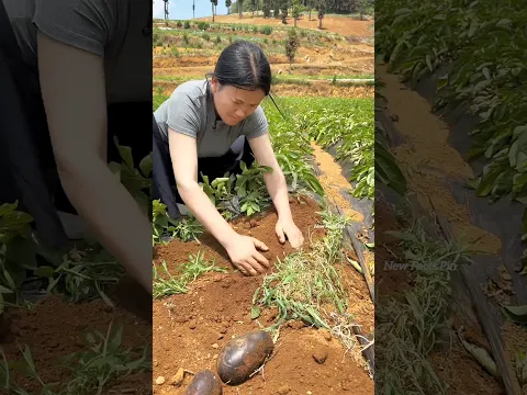What happened when this farmer grew potatoes inside plastic? π€ #shortvideo